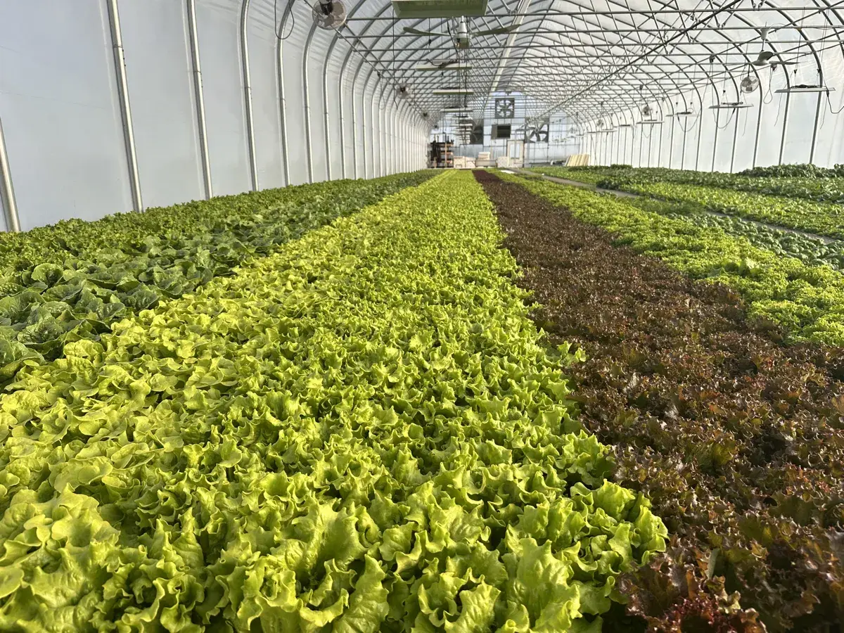 Lettuce growing in hydroponic system